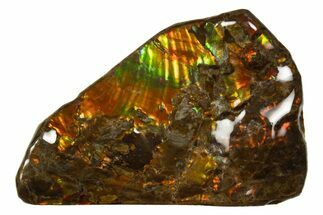 Iridescent Ammolite (Fossil Ammonite Shell) - Rainbow Colored #316775