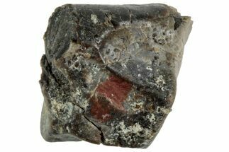 Fossil Iguanodon Shed Tooth - England #316981