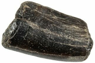 Rare, Fossil Theropod (Neovenator) Tooth - England #316988