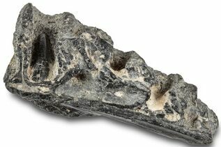 Reptile & Amphibian Fossils For Sale