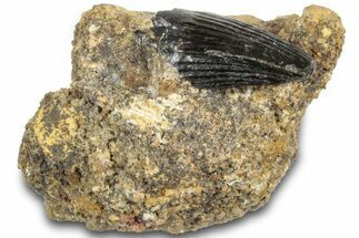 Rare, Cretaceous Crocodile (Goniopholis) Tooth in Situ - England #316992