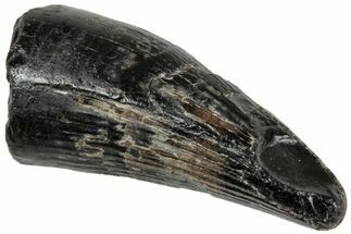 Rare, Cretaceous Crocodile (Goniopholis) Tooth - England #316994