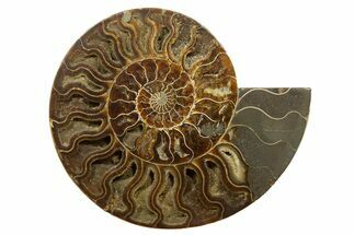 Huge, Sliced Ammonite Fossil (Half) - Crystal Filled #317429