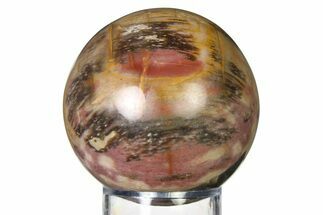 Colorful Petrified Wood (Araucaria) Sphere - Madagascar #317288