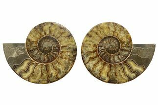 Cut & Polished, Agatized Ammonite Fossil - Madagascar #317503