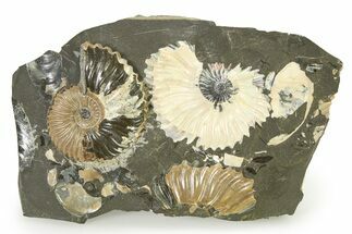 Ammonite (Deshayesites) Fossil - Russia #317666