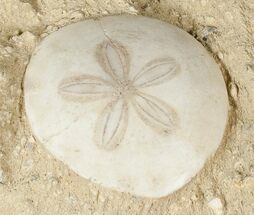 Wide Miocene Aged Fossil Sand Dollar - France #17232