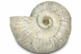 Silver Iridescent Ammonite (Cleoniceras) Fossil - Madagascar #317613