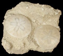 Fossil Sand Dollars In Limestone - France #17234