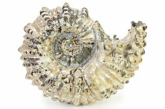 Polished Ammonite (Douvilleiceras) Fossil - Madagascar #317872