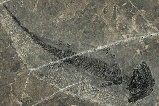 Early Permian Reptiliomorph (Discosauriscus) - Czech Republic #318034