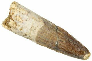 Fossil Spinosaurus Tooth - Real Dinosaur Tooth #316824