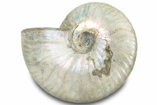 Silver Iridescent Ammonite (Cleoniceras) Fossil - Madagascar #317569