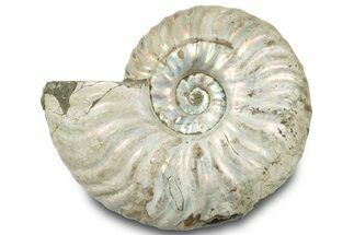 Silver Iridescent Ammonite (Cleoniceras) Fossil - Madagascar #317581