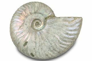 Silver Iridescent Ammonite (Cleoniceras) Fossil - Madagascar #317586