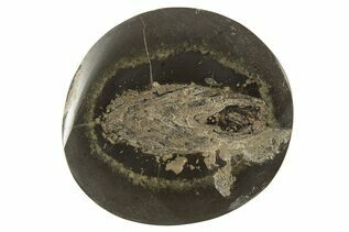 Buy Ichnofossils (Trace Fossils)