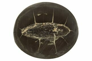 Polished Fish Coprolite (Fossil Poo) Nodule Half - Scotland #315182