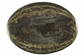 Polished Fish Coprolite (Fossil Poo) Nodule Half - Scotland #315185