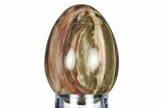 Colorful, Polished Petrified Wood Egg - Madagascar #318336