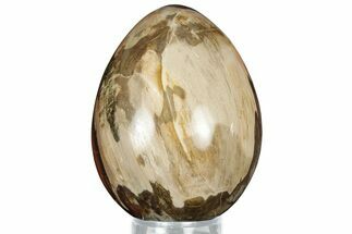 Colorful, Polished Petrified Wood Egg - Madagascar #318350