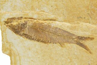 Detailed Fossil Fish (Knightia) - Wyoming #318557