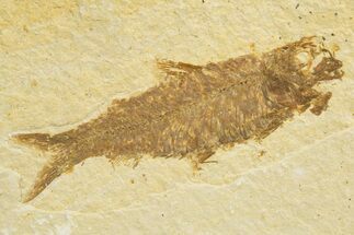 Detailed Fossil Fish (Knightia) - Wyoming #318562