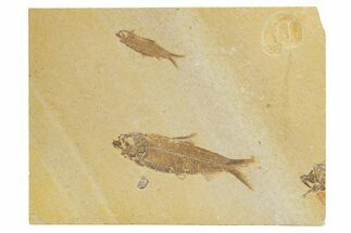 Pair Of Fossil Fish (Knightia) - Wyoming #318568