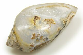 Chalcedony Replaced Gastropod With Sparkly Quartz - India #318687