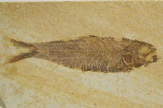 Detailed Fossil Fish (Knightia) - Wyoming #318420