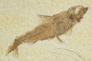 Detailed Fossil Fish (Knightia) - Wyoming #318546