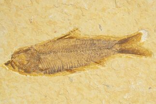 Detailed Fossil Fish (Knightia) - Wyoming #318556