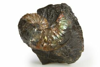 Iridescent Ammonite (Hoploscaphities) Fossil - South Dakota #318818