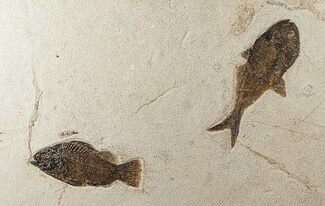 x Beautiful Fossil Fish Plate - Priscacara & Diplomystus #17241