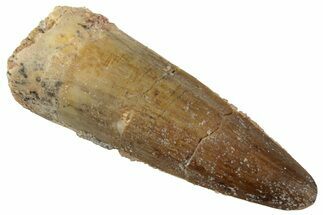 Fossil Spinosaurus Tooth - Real Dinosaur Tooth #319010