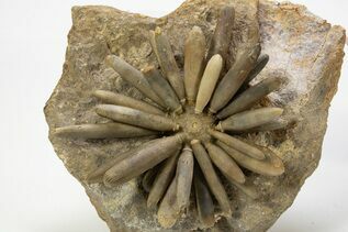 Urchins For Sale