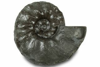 Triassic Ammonite (Ceratites praenodosus) Fossil - Germany #319181