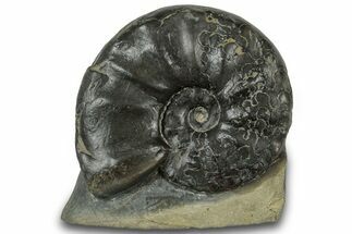 Triassic Ammonite (Ceratites compressus) Fossil - Germany #319182