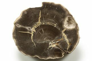 Polished Cretaceous Petrified Wood End-Cut - Texas #319268