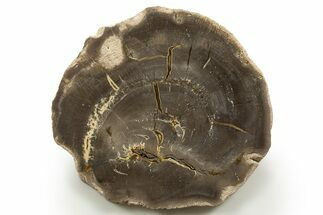 Polished Cretaceous Petrified Wood Round - Texas #319270