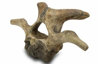 Hadrosaur (Edmontosaurus) Cervical Vertebra - Montana #319283
