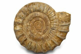 Giant, Jurassic Ammonite (Perisphinctes) Fossil - Madagascar #319484