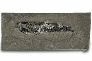 Devonian Lobed-Fin Fish (Osteolepis) Fossil - Scotland #319613