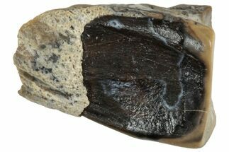 Fossil Hadrosaur (Edmontosaurus) Shed Tooth - Montana #319727