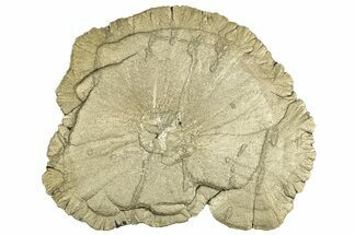 Pyrite Sun - Sparta, Illinois #315879