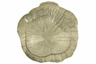 Pyrite Sun - Sparta, Illinois #315887