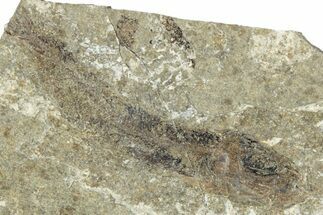 Oligocene Fossil Clupeoid Fish (Beksinskiella) - Poland #320628