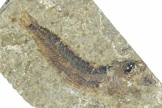 Oligocene Fossil Clupeoid Fish (Beksinskiella) - Poland #320631