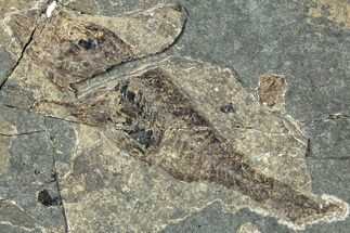 Oligocene Fossil Percoid Fish (Oligoserranoides) - Poland #320643
