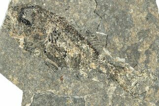 Oligocene Fossil Percoid Fish (Oligoserranoides) - Poland #320646