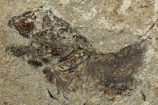Oligocene Fossil Fish (Clupea sardinites) - Poland #320599